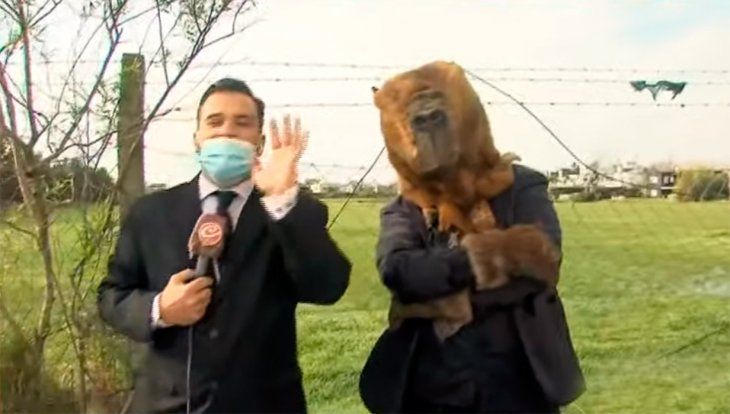 Un carpincho votó en una escuela de Nordelta