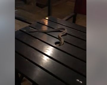 Susto en San Juan: tomaban café y les cayó una víbora en la mesa