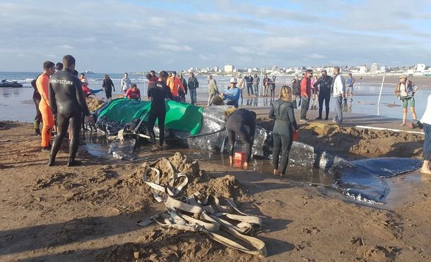 Ballena encallada en Punta Mogotes - Crédito: 0223