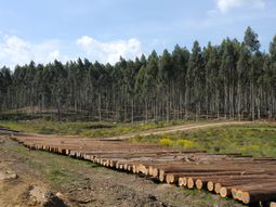 el bcu autorizo la emision de un fideicomiso forestal por u$s 55,5 millones el bcu autorizo la emision de un fideicomiso forestal por u$s 55,5 millones