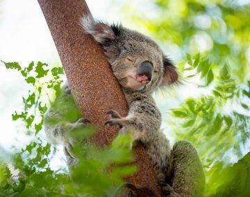 Australia: el koala está en peligro de extinción
