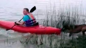 un perro no quiere que su dueno reme un perro no quiere que su dueno reme