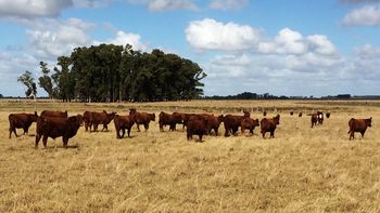 La emergencia agropecuaria cumplirá 11 meses. La emergencia agropecuaria cumplirá 11 meses.