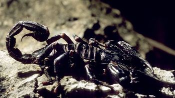 catamarca: una nena murio por la picadura de un alacran catamarca: una nena murio por la picadura de un alacran