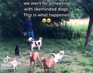 Hicieron una reunión de perros introvertidos y el resultado se volvió viral