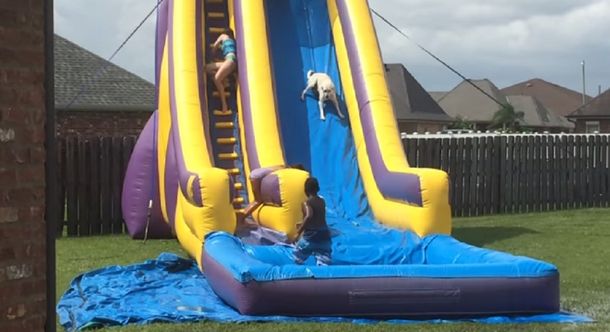 Un perro fanático del tobogán de agua