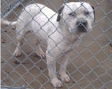 Abandonó a su perro porque creyó que era gay