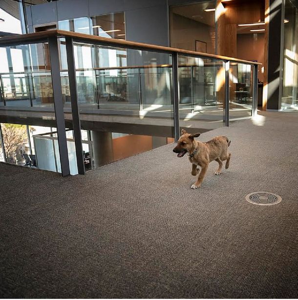 Balcarce, el perro de Macri, ya tiene cuenta en Facebook y Twitter