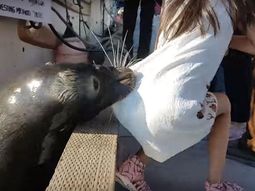 Un león marino atacó a una niña y la arrastró al agua Un león marino atacó a una niña y la arrastró al agua