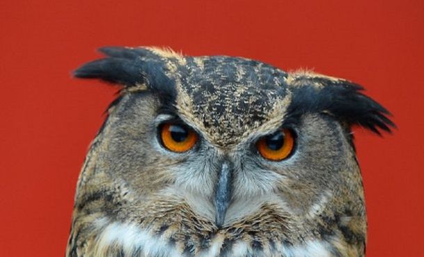 Un búho tiene aterrorizados a los habitantes de una ciudad holandesa