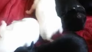 un mono que no para de acariciar a cachorritos un mono que no para de acariciar a cachorritos