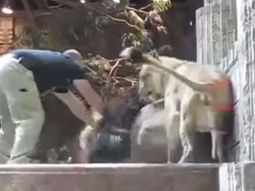 video: leona salvo a un cuidador del ataque de un leon video: leona salvo a un cuidador del ataque de un leon