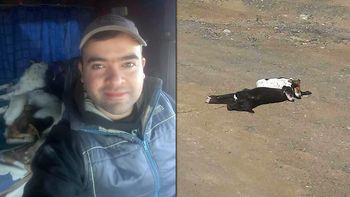 cordoba: un camionero rescato a dos cachorros que estaban sobre su madre muerta cordoba: un camionero rescato a dos cachorros que estaban sobre su madre muerta