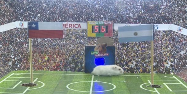 Un ratón pronosticó el resultado de la gran final