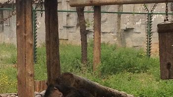 el circo del horror: retratan abusos a animales en zoo chino el circo del horror: retratan abusos a animales en zoo chino