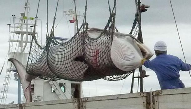Japón anunció que dejará de cazar ballenas en la Antártida