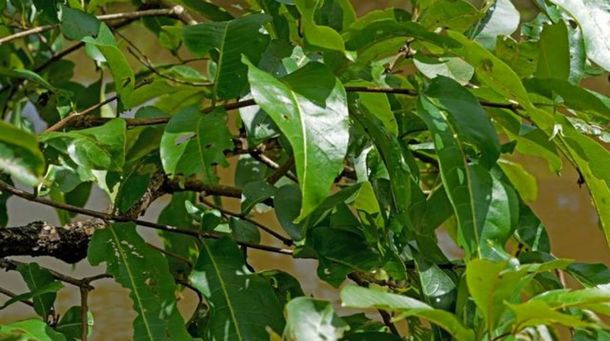 ¿Podés encontrar a la rana entre las hojas?