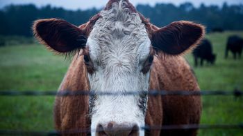 el agro podria perder hasta $27,9 m por enfermedades postsequia en el ganado el agro podria perder hasta $27,9 m por enfermedades postsequia en el ganado