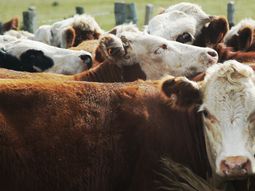 Las pérdidas económicas por garrapatas en el ganado aumentan año a año. Las pérdidas económicas por garrapatas en el ganado aumentan año a año.
