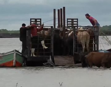 Como pueden: así se lleva a cabo la evacuación de los animales por las crecidas del río Paraná y río Uruguay