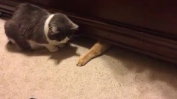 Imperdible: así un gato engaña a otro con la comida