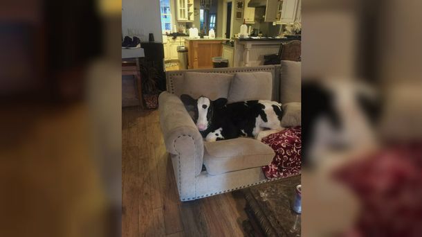 Salvó a un ternero de convertirse en guiso y ahora el animal se cree perro