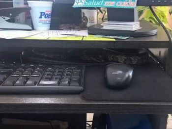Una empleada encontró una víbora en su escritorio.