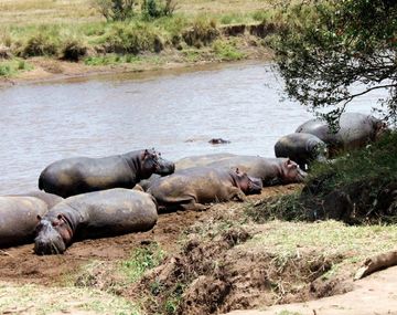 Un turista sacaba la foto de un lago y un hipopótamo lo mató