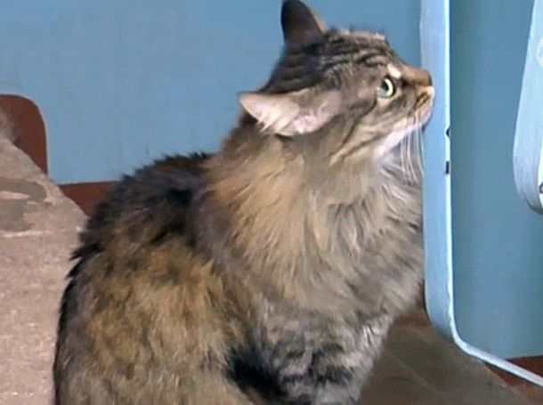Una gata salva a un bebé de morir congelado en la calle tras ser abandonado