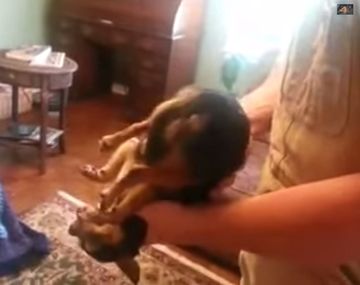 El perro que se hace el muerto por miedo