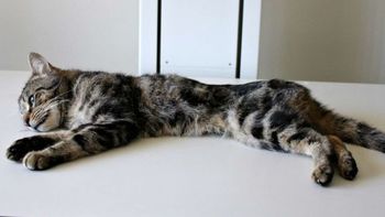 Trooper, el único gato que sobrevivió Trooper, el único gato que sobrevivió