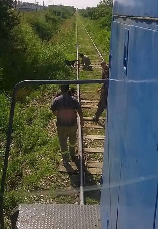 Macabro: ataron a cuatro perros a la vía y el tren tuvo que frenar para no matarlos