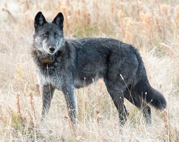 Un cazador mató a la loba más famosa del Parque Yellowstone