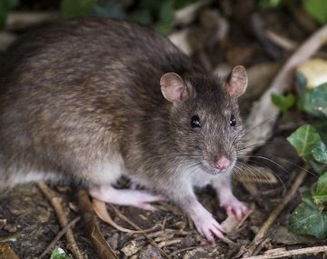 Una nena de dos años se contagió de hantavirus de su abuela en El Bolsón