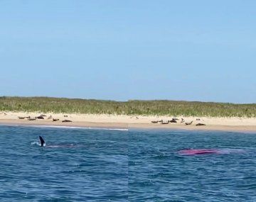 Impresionante: tiburón se come una foca en una playa popular de Estados Unidos