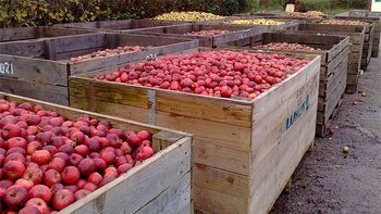 brasil autorizo licencias para el ingreso de manzanas argentinas brasil autorizo licencias para el ingreso de manzanas argentinas