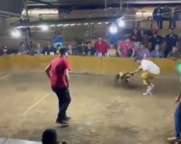 Video: un gallo de pelea atacó a su dueño y lo hirió de gravedad