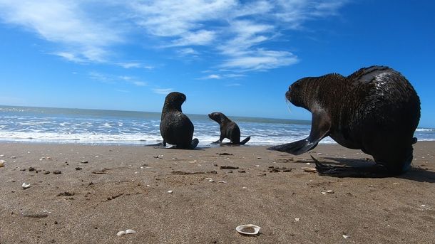 Volvi&oacute; al mar el lobo marino que hab&iacute;a sido encontrado y maltratado en Quilmes
