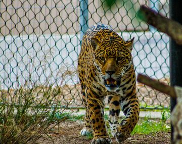 Un jaguar estuvo varias horas perdido tras escaparse del zoológico de Mérida