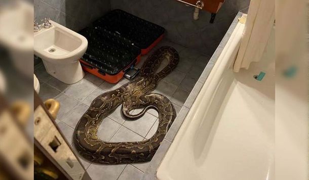 San Luis: un huésped dejó su pitón en el baño de un hotel