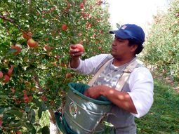 productores regalaran este martes 10 mil kilos de fruta en plaza de mayo productores regalaran este martes 10 mil kilos de fruta en plaza de mayo