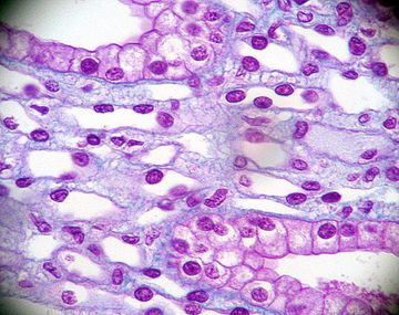 Celulas