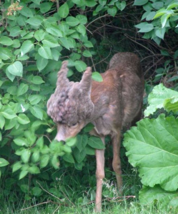 ¿Un cervatillo mutante?