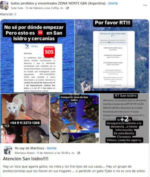 San Isidro: denuncian que un hombre robó más de 300 gatos domésticos y los tiró en un baldío