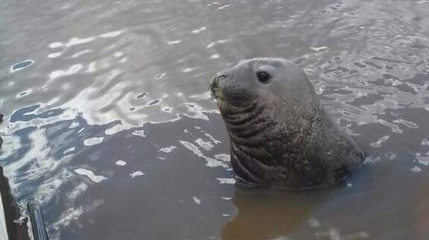 Intentan rescatar a un elefante marino que apareció en las costas de Gualeguaychú