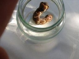 aparecio extrano animal con dos cabezas aparecio extrano animal con dos cabezas