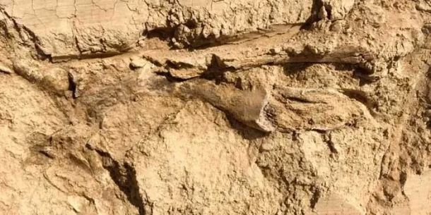 Santa Fe: encuentran restos de un gliptodonte de 10 mil años