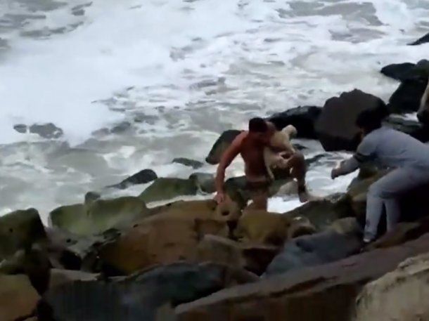 Mar del Plata: un perro cayó al mar y fue rescatado por un vecino