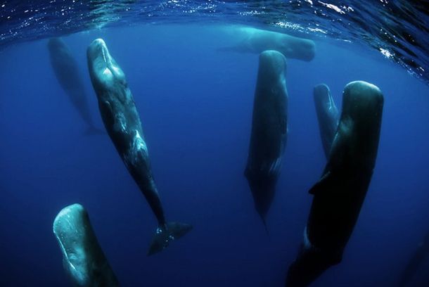 El increíble video de ballenas durmiendo la siesta