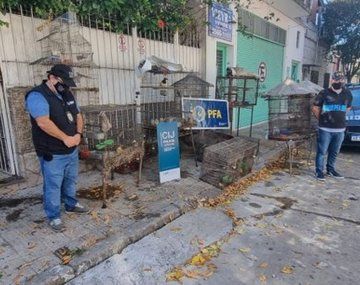 Rescatan a 22 animales silvestres autóctonos en vías de extinción